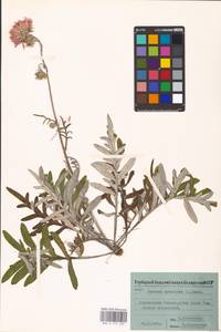 Наголоватка васильковая (L.) Rchb., Восточная Европа, Белоруссия (E3a) (Белоруссия)