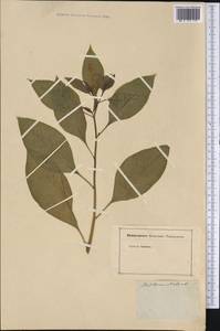 Phytolacca icosandra L., Америка (AMER) (Неизвестно)