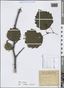 Ольха волосистая (Spach) Rupr., Сибирь, Дальний Восток (S6) (Россия)