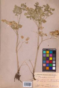 Bасилисник малый L., Восточная Европа, Нижневолжский район (E9) (Россия)