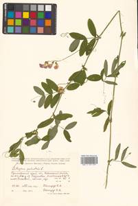 Lathyrus palustris subsp. palustris, Сибирь, Дальний Восток (S6) (Россия)