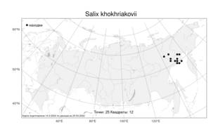 Salix khokhriakovii, Ива Хохрякова A. K. Skvortsov, Атлас флоры России (FLORUS) (Россия)