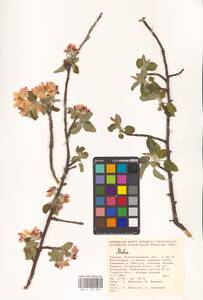 Яблоня, Восточная Европа, Нижневолжский район (E9) (Россия)