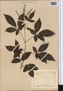 Прутняк китайский L., Средняя Азия и Казахстан, Копетдаг, Бадхыз, Малый и Большой Балхан (M1) (Туркмения)