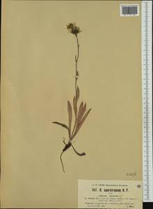 Hieracium sparsiramum subsp. halense (Murr) Zahn, Западная Европа (EUR) (Австрия)