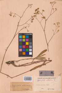 Качим высочайший L., Восточная Европа, Восточный район (E10) (Россия)