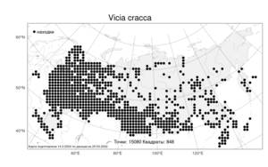 Vicia cracca, Горошек мышиный L., Атлас флоры России (FLORUS) (Россия)
