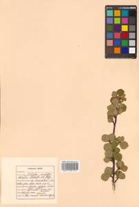 Береза кустарниковая Pall., Сибирь, Дальний Восток (S6) (Россия)