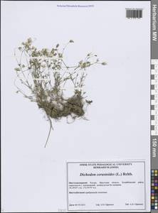 Диходон ясколковый (L.) Rchb., Сибирь, Прибайкалье и Забайкалье (S4) (Россия)