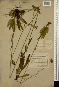 Pilosella echioides subsp. echioides, Кавказ, Азербайджан (K6) (Азербайджан)