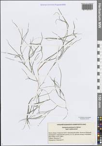 Штукения гребенчатая, Рдест гребенчатый (L.) Börner, Восточная Европа, Средневолжский район (E8) (Россия)