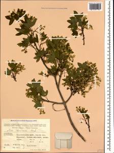 Клен грузинский (Willd.) Yalt., Кавказ, Азербайджан (K6) (Азербайджан)