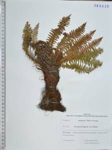 Щитовник пахучий (L.) Schott, Сибирь, Дальний Восток (S6) (Россия)