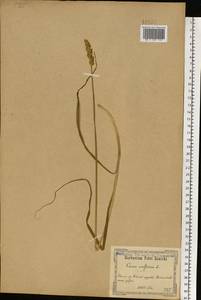 Осока лисья L., Восточная Европа, Северо-Украинский район (E11) (Украина)