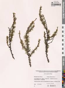 Лиственница даурская (Rupr.) Kuzen., Сибирь, Чукотка и Камчатка (S7) (Россия)