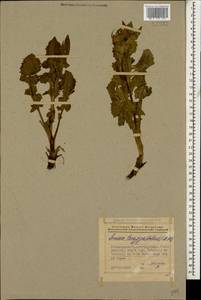 Turanecio taraxacifolius (M. Bieb.) Hamzaoglu, Кавказ, Азербайджан (K6) (Азербайджан)