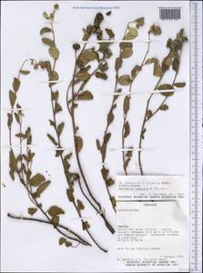 Waltheria communis A. St.-Hil., Америка (AMER) (Парагвай)