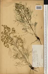 Триния многостебельная (Poir.) Schischk., Восточная Европа, Центральный лесостепной район (E6) (Россия)