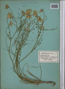 Астрагал, Средняя Азия и Казахстан, Памир и Памиро-Алай (M2) (Таджикистан)