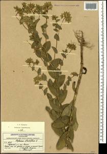 Володушка круглолистная L., Кавказ, Северная Осетия, Ингушетия и Чечня (K1c) (Россия)