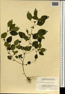 Acalypha brachystachya Hornem., Зарубежная Азия (ASIA) (КНР)