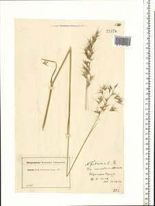Avenula pubescens (Huds.) Dumort., Восточная Европа, Московская область и Москва (E4a) (Россия)