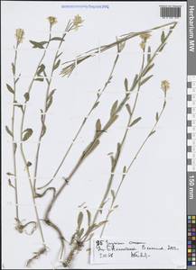 Желтушник шафранный Popov, Средняя Азия и Казахстан, Северный и Центральный Тянь-Шань (M4) (Казахстан)