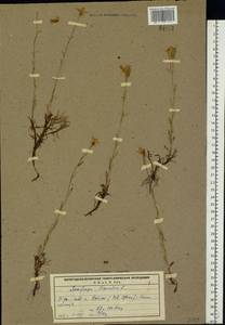 Камнеломка болотная L., Восточная Европа, Северный район (E1) (Россия)