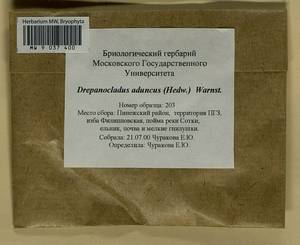 Drepanocladus aduncus (Hedw.) Warnst., Гербарий мохообразных, Мхи - Архангельская и Вологодская области, Коми, Ненецкий АО (B7) (Россия)