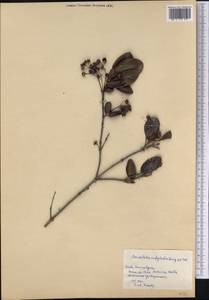 Rondeletia alaternoides subsp. myrtacea (Standl.) M.Fernández & Borhidi, Америка (AMER) (Куба)