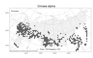 Circaea alpina, Двулепестник альпийский L., Атлас флоры России (FLORUS) (Россия)