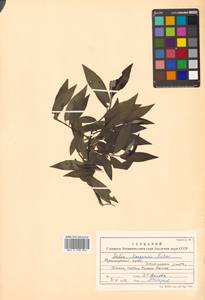 Ива кангинская Nakai, Сибирь, Дальний Восток (S6) (Россия)