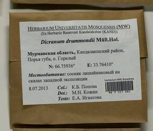 Dicranum drummondii Müll. Hal., Гербарий мохообразных, Мхи - Карелия, Ленинградская и Мурманская области (B4) (Россия)