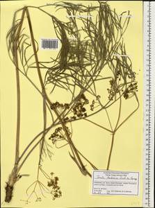 Ферула татарская Fisch. ex Spreng., Восточная Европа, Нижневолжский район (E9) (Россия)