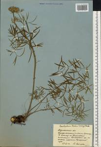 Cenolophium fischeri (Spreng.) W. D. J. Koch, Восточная Европа, Северный район (E1) (Россия)