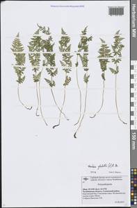 Вудсия головатая, Вудсия гладковатая R.Br., Восточная Европа, Восточный район (E10) (Россия)