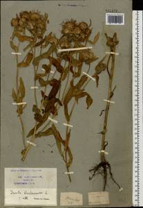 Pentanema britannicum (L.) D.Gut.Larr., Santos-Vicente, Anderb., E.Rico & M.M.Mart.Ort., Восточная Европа, Центральный лесостепной район (E6) (Россия)