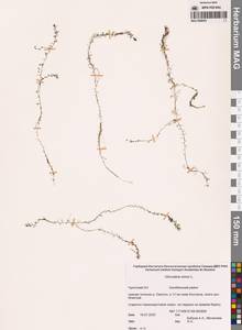 Пузырчатка малая L., Сибирь, Чукотка и Камчатка (S7) (Россия)