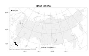 Rosa iberica, Шиповник грузинский Steven, Атлас флоры России (FLORUS) (Россия)