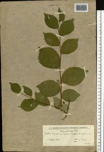 Вяз малый Mill., Восточная Европа, Нижневолжский район (E9) (Россия)