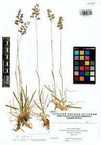 Мятлик альпийский L., Сибирь, Прибайкалье и Забайкалье (S4) (Россия)