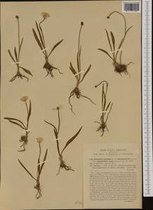 Ranunculus pyrenaeus L., Западная Европа (EUR) (Италия)