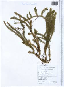 Spinulum annotinum subsp. annotinum, Западная Европа (EUR) (Польша)