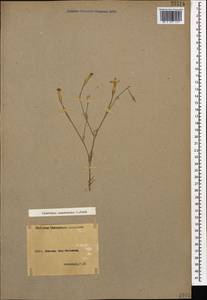 Dianthus orientalis subsp. orientalis, Кавказ, Армения (K5) (Армения)