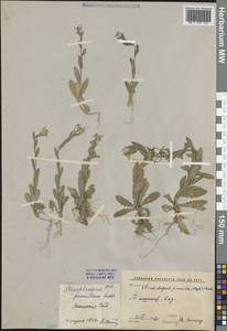 Резушка низкая (Steph.) Al-Shehbaz, O'Kane & R.A.Price, Средняя Азия и Казахстан, Сырдарьинские пустыни и Кызылкумы (M7) (Узбекистан)