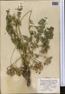 Прангос бухарский B.Fedtsch., Средняя Азия и Казахстан, Памир и Памиро-Алай (M2) (Таджикистан)