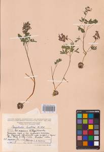 Хохлатка плотная (L.) Clairv., Восточная Европа, Средневолжский район (E8) (Россия)