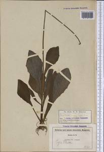Krigia biflora (Walt.) Blake, Америка (AMER) (США)