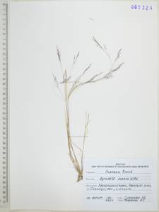 Полевица шероховатая Willd., Сибирь, Дальний Восток (S6) (Россия)