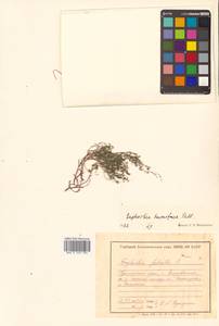 Молочай приземистый Willd., Сибирь, Дальний Восток (S6) (Россия)